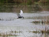 Chlidonias hybridus 23, Witwangstern, Saxifraga-Bart Vastenhouw