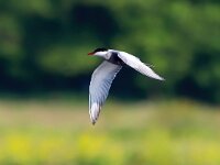 Chlidonias hybridus 31, Witwangstern, Saxifraga-Bart Vastenhouw