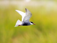 Chlidonias hybridus 40, Witwangstern, Saxifrage-Bart Vastenhouw