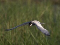Chlidonias hybridus 8, Witwangstern, Saxifraga-Luc Hoogenstein