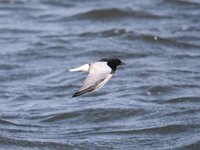 Chlidonias leucopterus 15, Witvleugelstern, Saxifraga-Henk Baptist