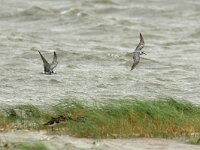 Chlidonias niger 12, Zwarte stern, Saxifraga-Mark Zekhuis