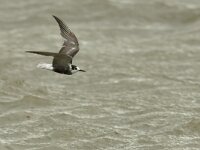 Chlidonias niger 17, Zwarte stern, Saxifraga-Mark Zekhuis