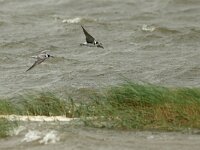Chlidonias niger 18, Zwarte stern, Saxifraga-Mark Zekhuis