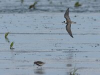 Chlidonias niger 19, Zwarte stern, Saxifraga-Mark Zekhuis