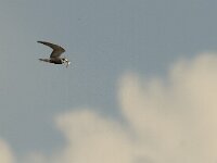 Chlidonias niger 3, Zwarte stern, Saxifraga-Mark Zekhuis