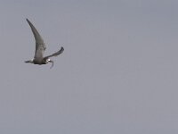 Chlidonias niger 5, Zwarte stern, Saxifraga-Mark Zekhuis