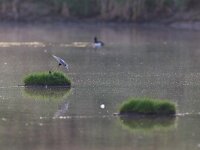 Chlidonias niger 7, Zwarte stern, Saxifraga-Jelmer Reyntjes : Chlidonias niger, Waal, millingerwaard, rivier, stern, uiterwaard, vogels, zwaan, zwarte stern