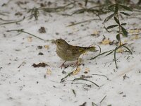 Chloris chloris 10, Groenling, female, Saxifraga-Willem van Kruijsbergen