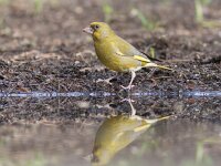 Chloris chloris 27, Groenling, Saxifraga-Mark Zekhuis