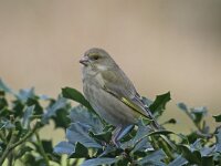 Chloris chloris 3, Groenling, Saxifraga-Henk Baptist