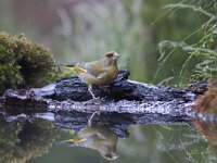 Chloris chloris 6, Groenling, Saxifraga-Mark Zekhuis