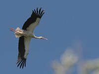 Ciconia ciconia 10, Ooievaar, Saxifraga-Mark Zekhuis