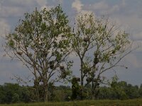 Ciconia ciconia 122 Ooievaar, Saxifraga-Jan Nijendijk