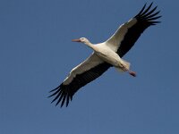 Ciconia ciconia 14, Ooievaar, Saxifraga-Mark Zekhuis