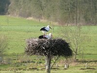 Ciconia ciconia 145, Ooievaar, Saxifraga-Hans Hoogenhuis