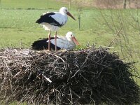 Ciconia ciconia 146, Ooievaar, Saxifraga-Hans Hoogenhuis