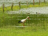 Ciconia ciconia 147, Ooievaar, Saxifraga-Hans Hoogenhuis