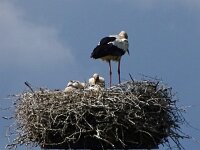 Ciconia ciconia 152, Ooievaar, Saxifraga-Hans Hoogenhuis