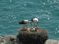Ciconia ciconia 16, Ooievaar, Saxifraga-Jan van der Straaten