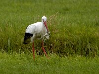 Ciconia ciconia 21, Ooievaar, Saxifraga-Piet Munsterman