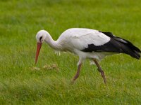 Ciconia ciconia 24, Ooievaar, Saxifraga-Jan Nijendijk