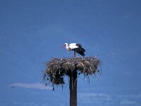 Ciconia ciconia 25, Ooievaar, Saxifraga-Jan van der Straaten