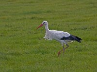 Ciconia ciconia 26, Ooievaar, Saxifraga-Jan Nijendijk