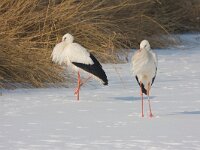 Ooievaars  Ooievaars in de Flevopolder op ijs : Ciconia ciconia