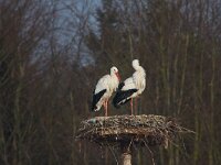Ooievaars  Ooievaars in de Flevopolder op ijs : Ciconia ciconia