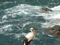 Ciconia ciconia 4, Ooievaar, Saxifraga-Jan van der Straaten