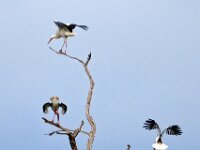 Ciconia ciconia 41, Ooievaar, Saxifraga-Hans Dekker