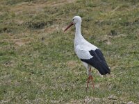 Ciconia ciconia 44, Ooievaar, Saxifraga-Ab H Baas