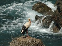 Ciconia ciconia 5, Ooievaar, Saxifraga-Jan van der Straaten