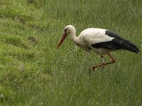 Ciconia ciconia 50, Ooievaar, Saxifraga-Jan van der Straaten