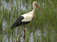 Ciconia ciconia 52, Ooievaar, Saxifraga-Jan van der Straaten