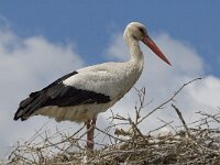 Ciconia ciconia 53, Ooievaar, Saxifraga-Jan van der Straaten