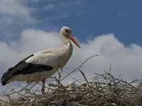 Ciconia ciconia 55, Ooievaar, Saxifraga-Jan van der Straaten