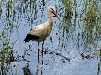 Ciconia ciconia 56, Ooievaar, Saxifraga-Jan van der Straaten
