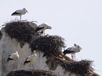 Ciconia ciconia 60, Ooievaar, Saxifraga-Mark Zekhuis