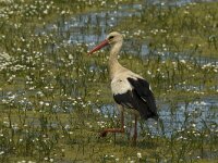 Ciconia ciconia 63, Ooievaar, Saxifraga-Jan van der Straaten