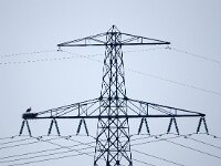 Ciconia ciconia 64, Ooievaar, Saxifraga-Hans Dekker