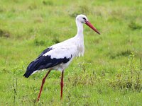 Ciconia ciconia 70, Ooievaar, Saxifraga-Bart Vastenhouw