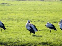 Ciconia ciconia 71, Ooievaar, Saxifraga-Bart Vastenhouw