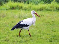 Ciconia ciconia 73, Ooievaar, Saxifraga-Bart Vastenhouw
