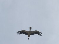 Ciconia ciconia 81, Ooievaar, Saxifraga-Willem van Kruijsbergen