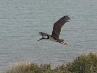 Ciconia nigra 11, Zwarte ooievaar, Saxifraga-Luc Hoogenstein