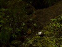 Waterspreeuw  Waterspreeuw - Cinclus cinclus