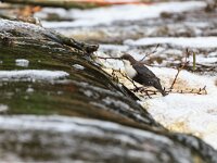 Cinclus cinclus 25, Waterspreeuw, Saxifraga-Jelmer Reyntjes : Cinclus cinclus cinclus, Landgoed Mensinge, beek, lieversche diep, vistrap, waterspreeuw, zwartbuik, zwartbuikwaterspreeuw