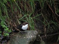 Cinclus cinclus 41, Waterspreeuw, Saxifraga-Hans Dekker